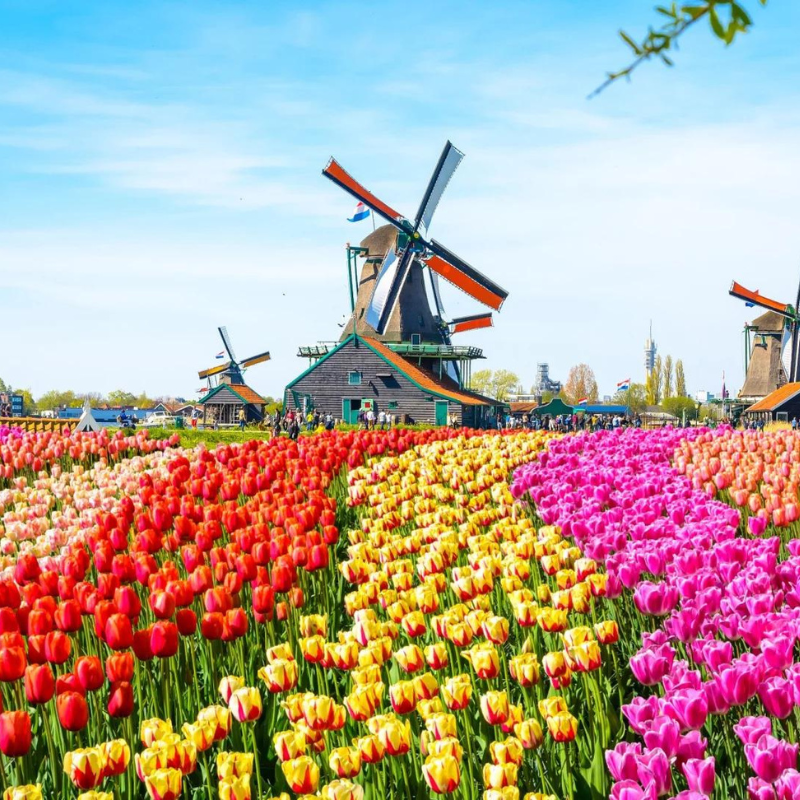 Fleurige tulpencruise langs diverse Nederlandse steden o.b.v. volpension