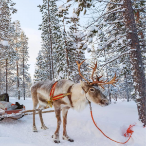 9-daagse winterreis naar Finland incl. overtocht en vele excursies