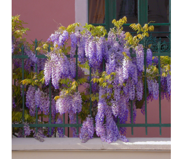 De Blauwe Regenplant is een mooie klimplant met een paarse kleur. 