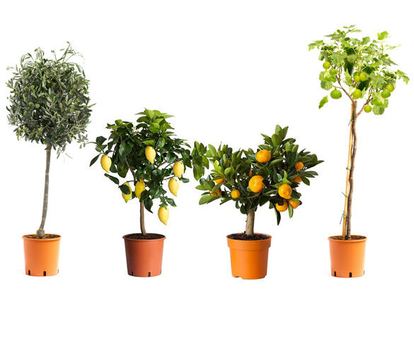 Set van 4 of 8 Mediterrane Planten